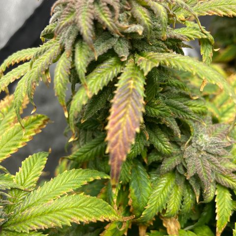 Gush Mintz growlog photo: -7:59pm
