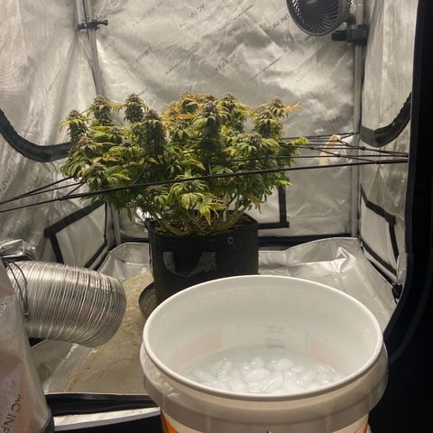 Gush Mintz growlog photo: -12:32pm