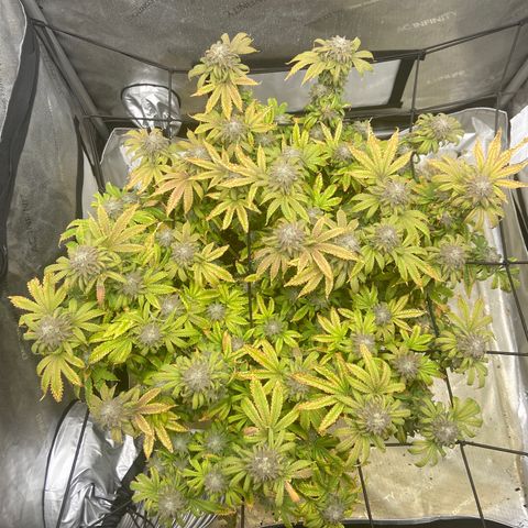 Gush Mintz growlog photo: -7:32pm