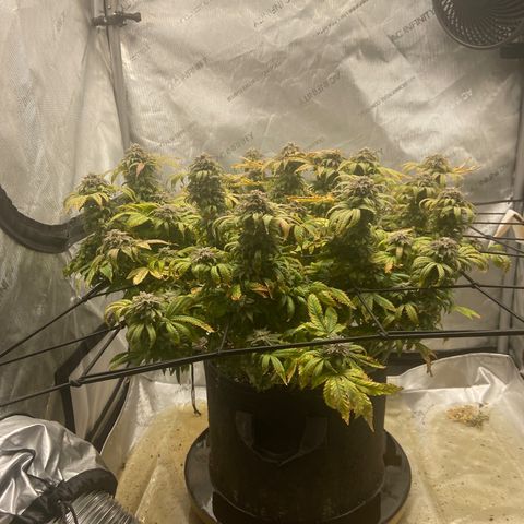Gush Mintz growlog photo: -7:32pm