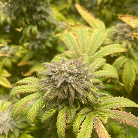 Gush Mintz growlog photo: -7:33pm
