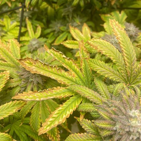 Gush Mintz growlog photo: -7:33pm