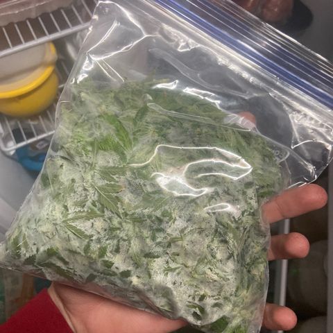 Gush Mintz growlog photo: -10:51pm
