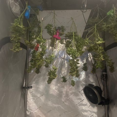 Gush Mintz growlog photo: -10:54pm