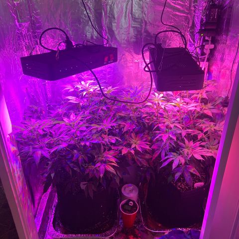 Gush Mintz Clone #2 growlog photo: -7:57pm