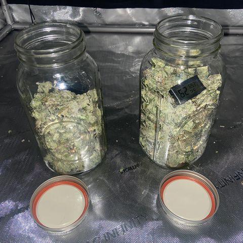Gush Mintz growlog photo: -2:05am