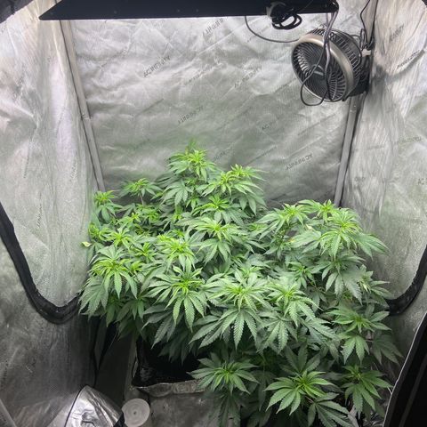 Gush Mintz Clone #2 growlog photo: -11:33am