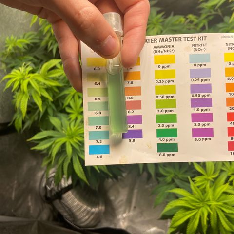 Gush Mintz Clone #2 growlog photo: -9:30am