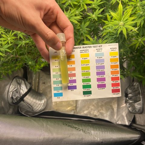 Gush Mintz Clone #2 growlog timeline photo