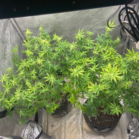 Gush Mintz Clone #2 growlog timeline photo