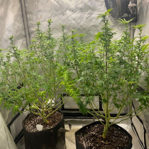Gush Mintz Clone #2 growlog timeline photo