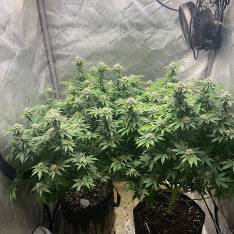 Gush Mintz Clone #2 growlog timeline photo