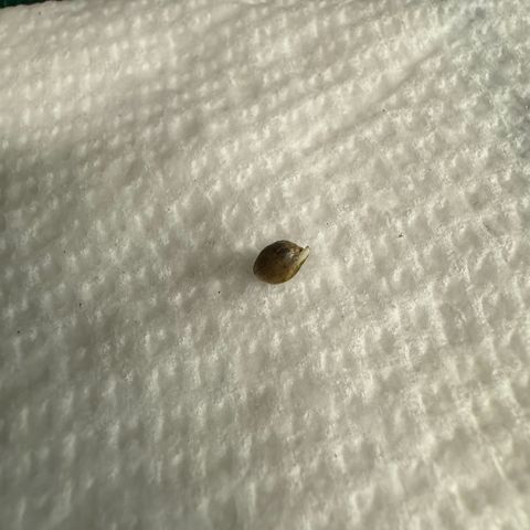 Pungent Punch #1 (GA) growlog photo: 8:49pm