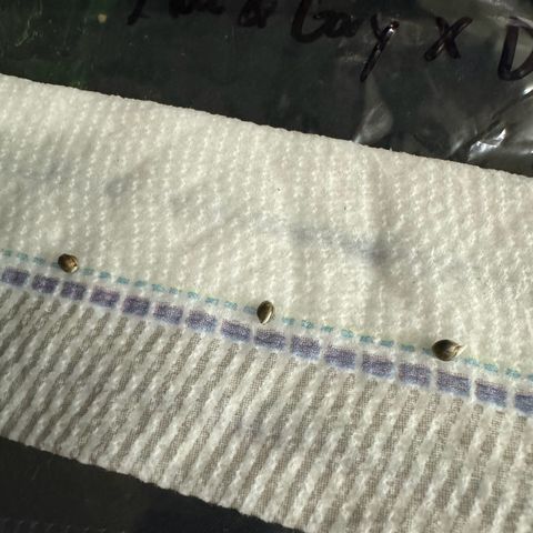 M&G x DBB #1 (GA) growlog photo: 8:53pm