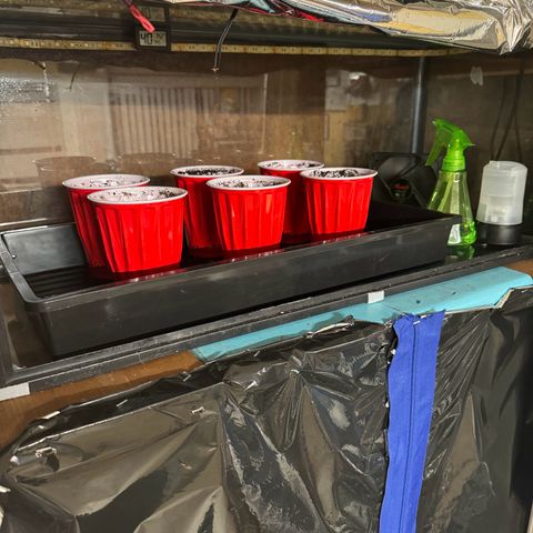 Pungent Punch #1 (GA) growlog photo: 2:48am