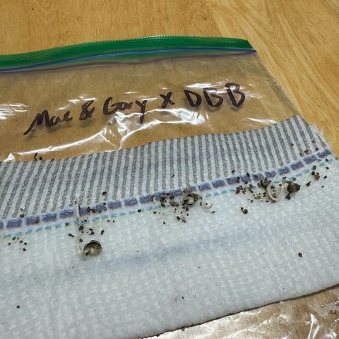 M&G x DBB #1 (GA) growlog photo: 2:46am