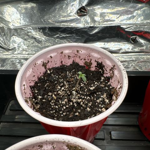 M&G x DBB #1 (GA) growlog photo: 3:10pm