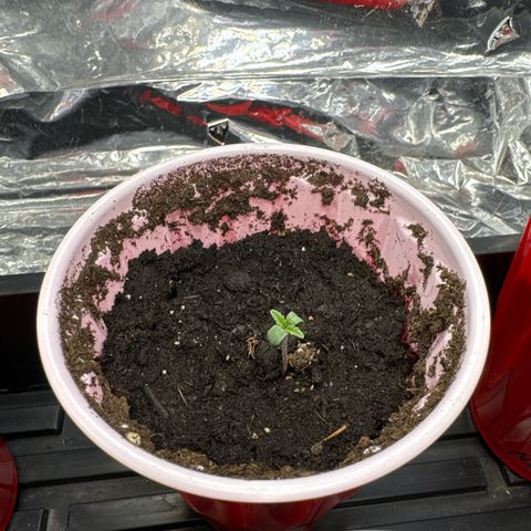 M&G x DBB #2 (GA) growlog photo: 3:10pm