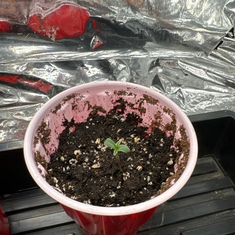 M&G x DBB #3 (GA) growlog photo: 3:10pm