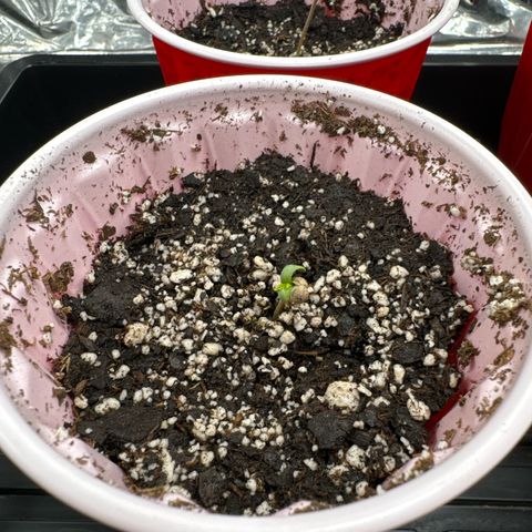 Pungent Punch #1 (GA) growlog photo: 3:10pm