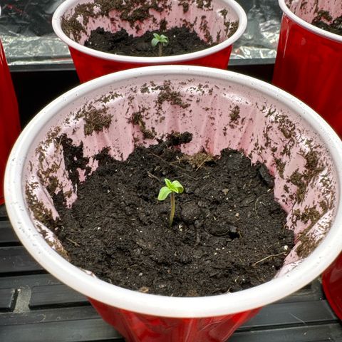 Pungent Punch #2 (GA) growlog photo: 3:10pm