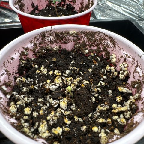 Pungent Punch #3 (GA) growlog photo: 3:10pm