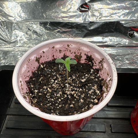 M&G x DBB #1 (GA) growlog photo: 4:40pm