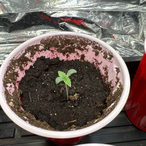 M&G x DBB #2 (GA) growlog photo: 4:40pm