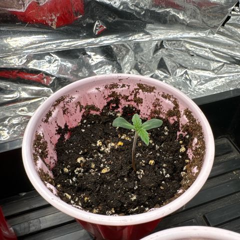 M&G x DBB #3 (GA) growlog photo: 4:40pm