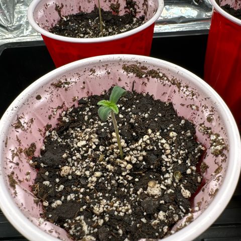 Pungent Punch #1 (GA) growlog photo: 4:40pm