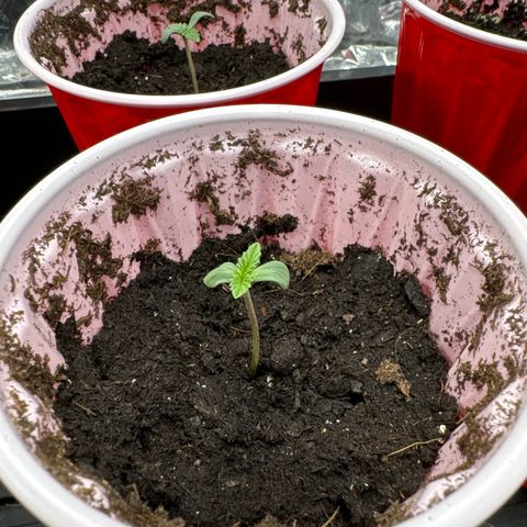 Pungent Punch #2 (GA) growlog photo: 4:40pm