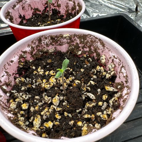 Pungent Punch #3 (GA) growlog photo: 4:40pm