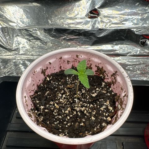 M&G x DBB #1 (GA) growlog photo: 10:54pm