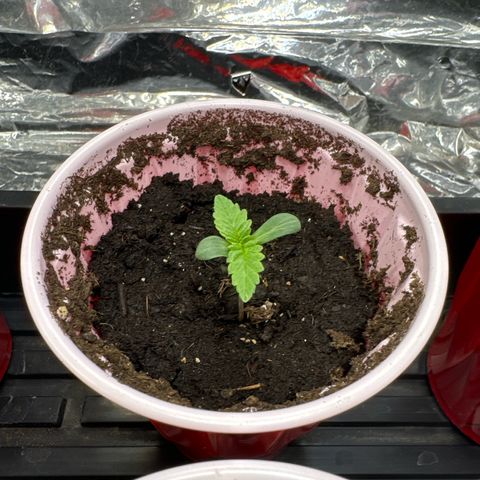 M&G x DBB #2 (GA) growlog photo: 10:54pm