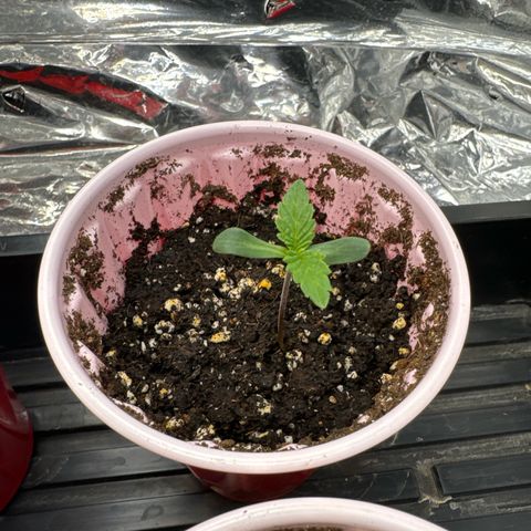 M&G x DBB #3 (GA) growlog photo: 10:54pm