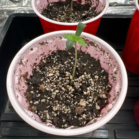 Pungent Punch #1 (GA) growlog photo: 10:54pm