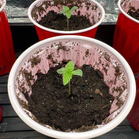 Pungent Punch #2 (GA) growlog photo: 10:54pm