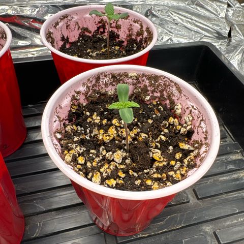 Pungent Punch #3 (GA) growlog photo: 10:54pm