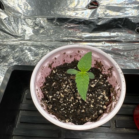 M&G x DBB #1 (GA) growlog photo: 5:37pm