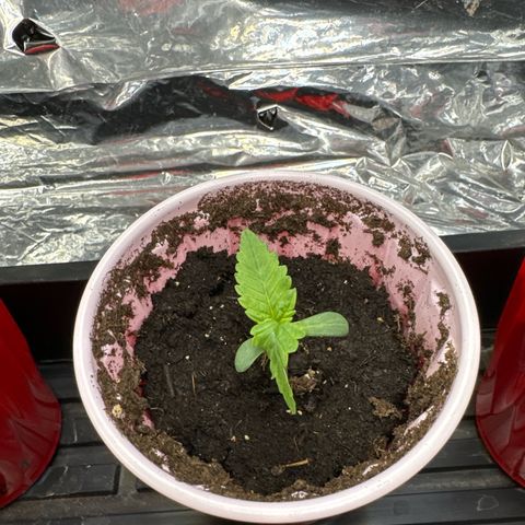 M&G x DBB #2 (GA) growlog photo: 5:37pm