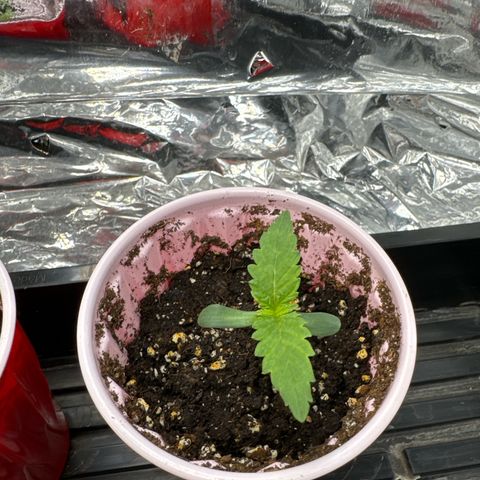 M&G x DBB #3 (GA) growlog photo: 5:37pm