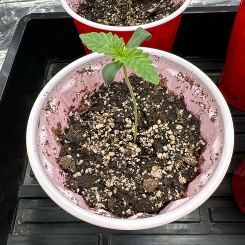Pungent Punch #1 (GA) growlog photo: 5:37pm