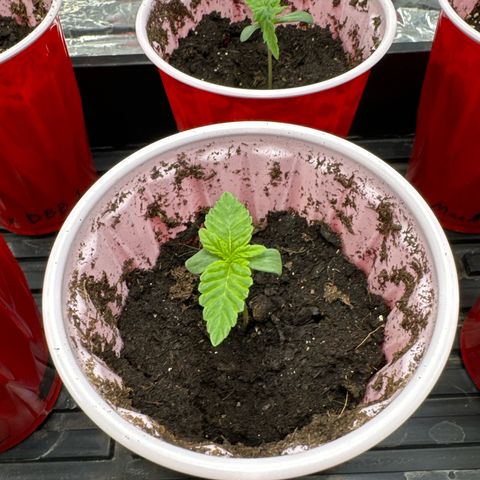 Pungent Punch #2 (GA) growlog photo: 5:37pm