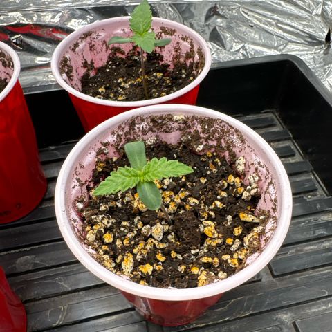 Pungent Punch #3 (GA) growlog photo: 5:37pm