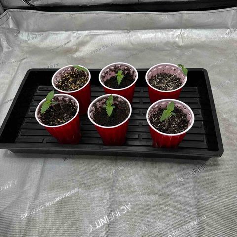 Pungent Punch #1 (GA) growlog photo: 10:05 (Tray Backwards)