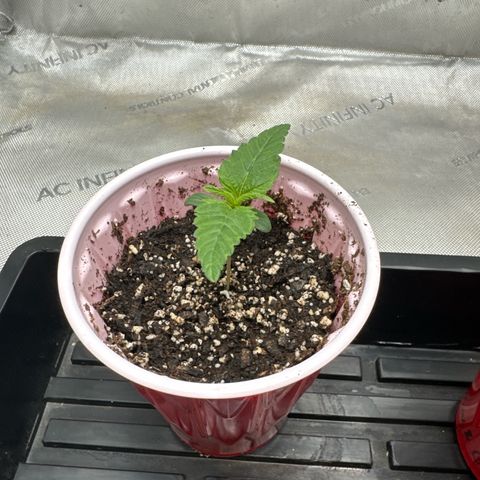 M&G x DBB #1 (GA) growlog photo: 6:49pm