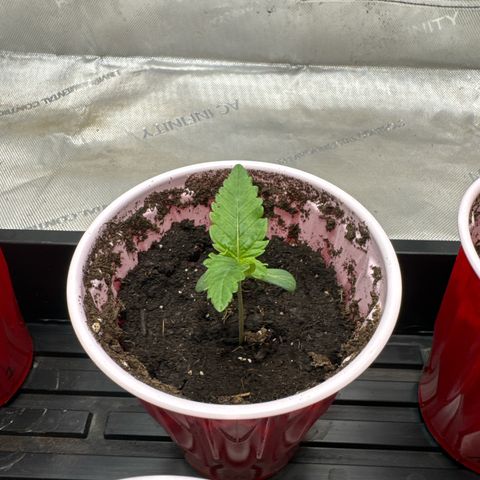 M&G x DBB #2 (GA) growlog photo: 6:49pm