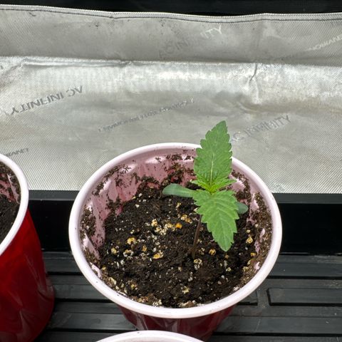 M&G x DBB #3 (GA) growlog photo: 6:49pm