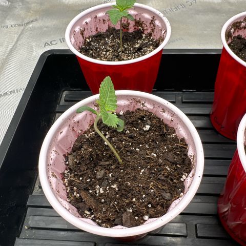 Pungent Punch #1 (GA) growlog photo: 6:49pm