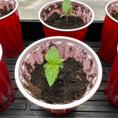 Pungent Punch #2 (GA) growlog photo: 6:49pm